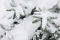 Snow lying on green branches of spruce in winter closeup