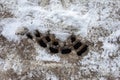 Snow melted around the drain manhole cover