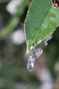 Snow melted into ice hanging off leaf