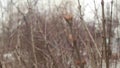 Snow melting on buds on branches of bare winter trees. Closeup of water drops from melting snow over blurred trees