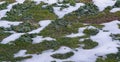 The snow is melting and green grass is visible from under the snow Royalty Free Stock Photo