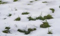 The snow is melting and green grass is visible from under the snow Royalty Free Stock Photo
