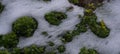 The snow is melting and green grass is visible from under the snow Royalty Free Stock Photo