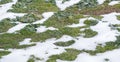 The snow is melting and green grass is visible from under the snow Royalty Free Stock Photo