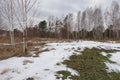 Snow melting near the forest in spring