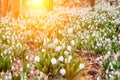 Snow melts with the arrival of the heat in the forests there are first delicate flowers primroses snowdrops grow near creeks, Royalty Free Stock Photo