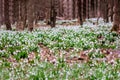 Snow melts with the arrival of the heat in the forests there are first delicate flowers primroses snowdrops grow near creeks, Royalty Free Stock Photo