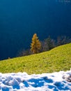 Global warming melts the snow and emerges the lawn with green wo Royalty Free Stock Photo