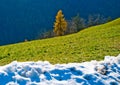 global warming melts the snow and emerges the lawn with green woods Royalty Free Stock Photo