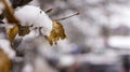 Snow melts on tree branches, city street, selective focus