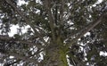 Snow melts on tree branches, city street, selective focus