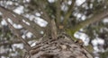 Snow melts on tree branches, city street, selective focus