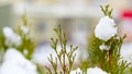 Snow melts on tree branches, city street, selective focus