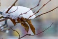 Snow melts on tree branches, city street, selective focus Royalty Free Stock Photo