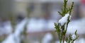 Snow melts on tree branches, city street, selective focus