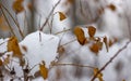 Snow melts on tree branches, city street, selective focus