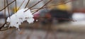 Snow melts on tree branches, city street, selective focus