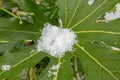 Snow in the Middle of Large Fatsia Japonica Leaf Royalty Free Stock Photo