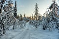 Snow mobile track passing snow covered trees in the Swedish mountains Royalty Free Stock Photo