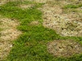 Snow mold or fusarium patch a fungal disease in spring