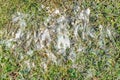 Snow mold in the grass, plant dissease. Gray snow mold also called Typhula blight