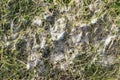 Snow mold in the grass, plant dissease. Gray snow mold (also called Typhula blight