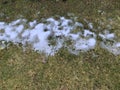 Snow mold on the lawn. Spring lawn care after melted snow. White lawn grass after winter