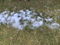 Snow mold on the lawn. Spring lawn care after melted snow. White lawn grass after winter