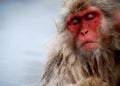 Snow Monkey Royalty Free Stock Photo