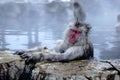 Snow Monkey