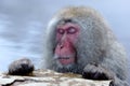 Snow Monkey