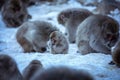 Snow Monkey Baby in Jigokudani Park, Japan