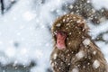 Snow Monkey