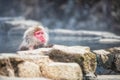 Snow monkey bath at Jigokudani Park Royalty Free Stock Photo