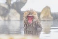 Snow Monkey bathing in Natural Hot Spring in Winter at Jigokudani Snow Monkey Park, Nagano, Japan