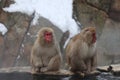 Snow monkey brothers sitting by the hot spring in Nagano, Japan