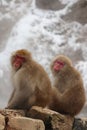 Snow monkey brothers sitting by the hot spring in Nagano