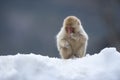 Snow Monkey Royalty Free Stock Photo