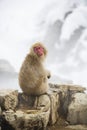 Snow Monkey Curiosity Royalty Free Stock Photo