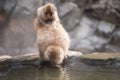 Snow monkey drink hot spring water with its baby Royalty Free Stock Photo