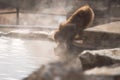 Snow monkey drink hot spring water in winter Royalty Free Stock Photo