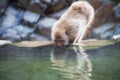 Snow monkey drink hot spring water in winter Royalty Free Stock Photo