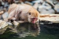 Snow monkey drink hot spring water, Yamanouchi Royalty Free Stock Photo