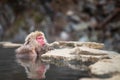 Snow monkey eat while bathing on hot spring Royalty Free Stock Photo