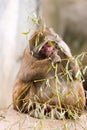 Snow monkey eating plant Royalty Free Stock Photo
