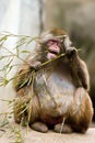Snow monkey eating plant Royalty Free Stock Photo