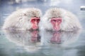 Snow Monkey at the edge of the hot spring pool Onsen at Jigoku Royalty Free Stock Photo