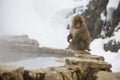 Snow Monkey on Edge of Hot Springs