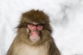 Snow Monkey Emotions and Expressions: Anger Royalty Free Stock Photo