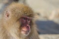 Snow Monkey Emotions/Expressions: Concern